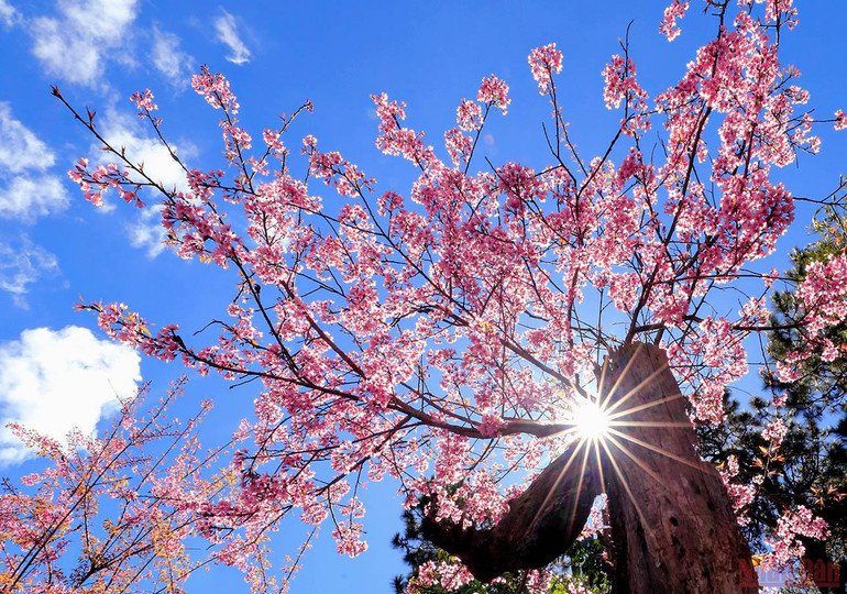 Đà Lạt nồng nàn sắc xuân -0