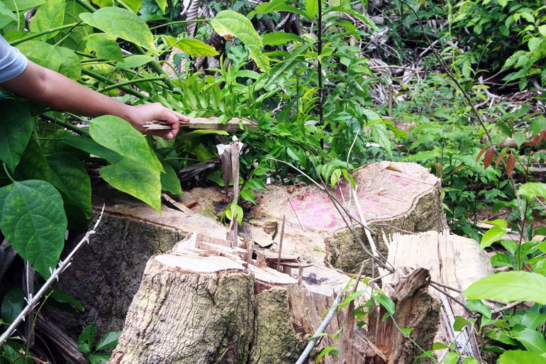 Thông tin thêm về vụ mở đường phá rừng trái phép ở Phú Yên -1