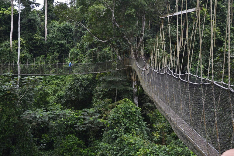 Cây cầu Kakum Canopo Walk, Ghana (Ảnh: CurlyTales) 10 cây cầu không dành cho những người yếu tim -0