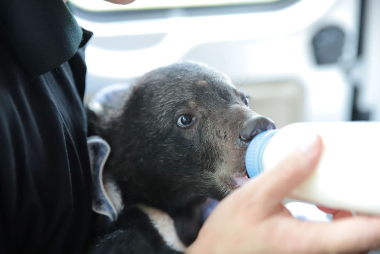 Phát hiện và cứu hộ một cá thể gấu con trong vườn rau ở Điện Biên -0