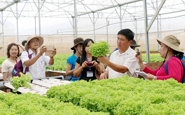 Du khách trải nghiệm mô hình trồng rau thủy canh tại trang trại Phong Thúy (huyện Ðức Trọng-Lâm Ðồng). Ảnh: Mai Văn Bảo Tìm