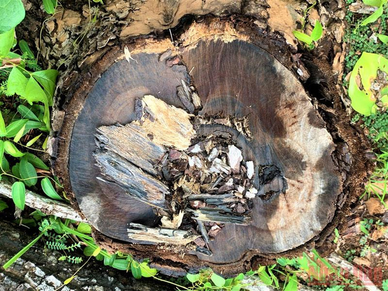 Phát hiện bãi tập kết gỗ trái phép tại Trung tâm Bảo tồn voi Đắk Lắk -0