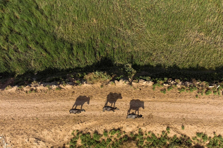 Những bức ảnh ấn tượng về động vật hoang dã trong tuần -0