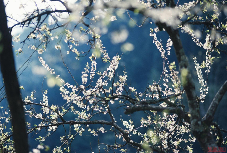 Ngất ngây mùa hoa mận trắng ở Mu Náu, Mộc Châu -4