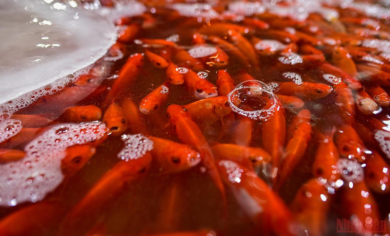 Chợ cá Yên Sở tấp nập, ngập sắc đỏ vàng Tết ông Công ông Táo -0