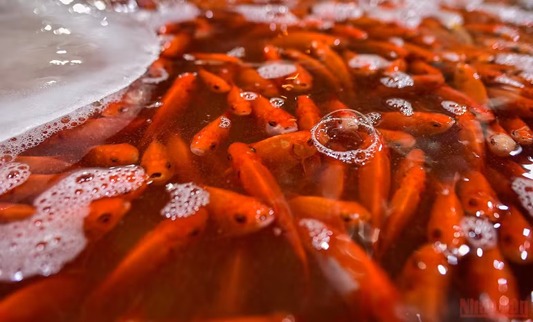 Chợ cá Yên Sở tấp nập, ngập sắc đỏ vàng Tết ông Công ông Táo -0