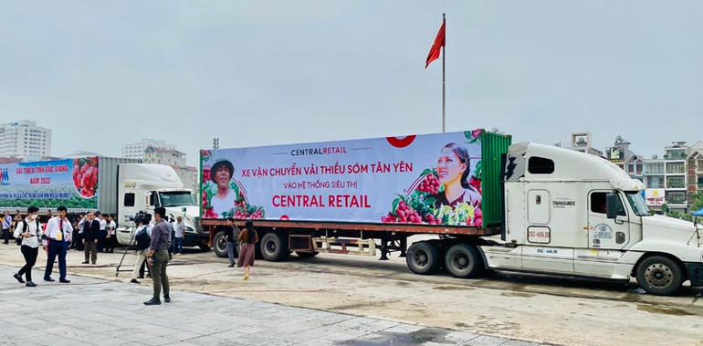 Central Retail cam kết tiêu thụ khoảng 1.000 tấn vải thiều Bắc Giang ảnh 1 Central Retail cam kết tiêu thụ khoảng 1.000 tấn vải thiều Bắc Giang -0