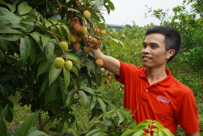 Central Retail cam kết tiêu thụ khoảng 1.000 tấn vải thiều Bắc Giang ảnh 2 Central Retail cam kết tiêu thụ khoảng 1.000 tấn vải thiều Bắc Giang -0