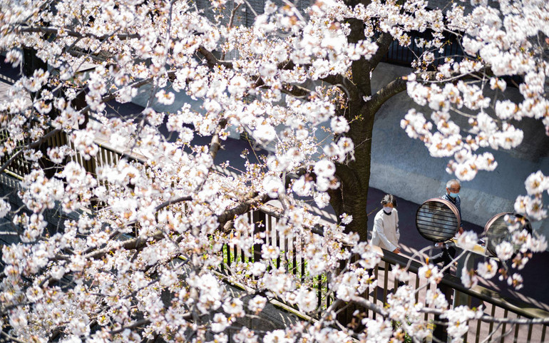 Rực rỡ mùa hoa anh đào nở rộ sớm kỷ lục ở Nhật Bản -0