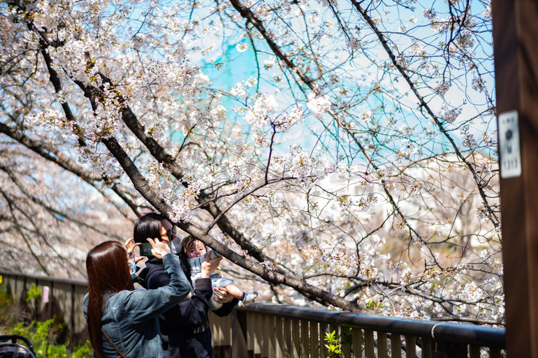 Rực rỡ mùa hoa anh đào nở rộ sớm kỷ lục ở Nhật Bản -0