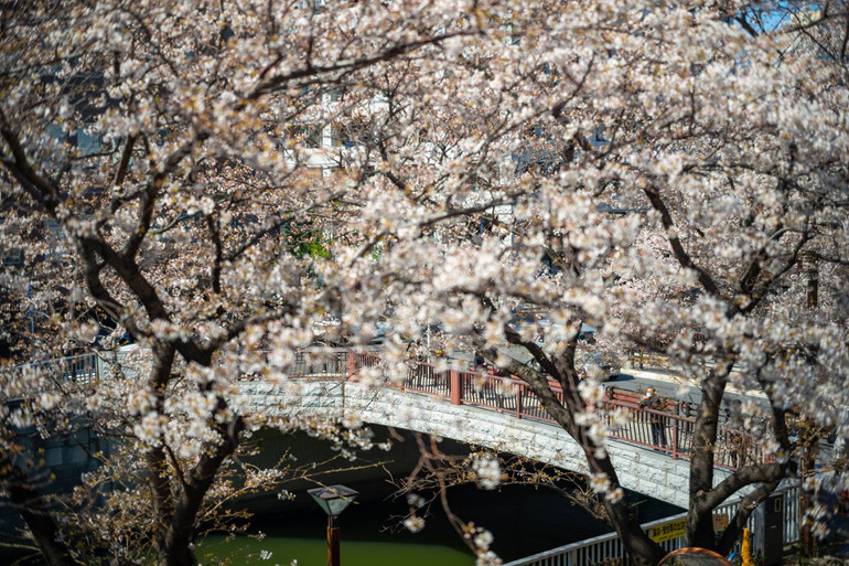 Rực rỡ mùa hoa anh đào nở rộ sớm kỷ lục ở Nhật Bản -0