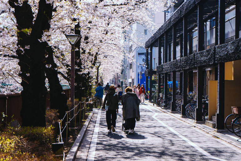 Rực rỡ mùa hoa anh đào nở rộ sớm kỷ lục ở Nhật Bản -0