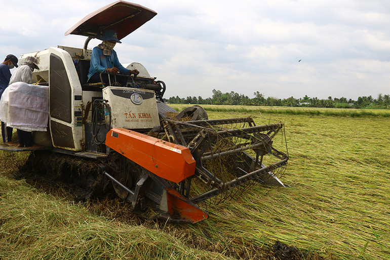 Giá thuê máy cắt lúa tăng vì lúa bị đổ ngã Lúa đông xuân đầu vụ, nông dân Hậu Giang chịu “thiệt kép” -0