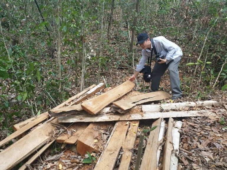 Xử lý nghiêm vụ khai thác gỗ trái phép trong Khu bảo tồn thiên nhiên Ea Sô -0