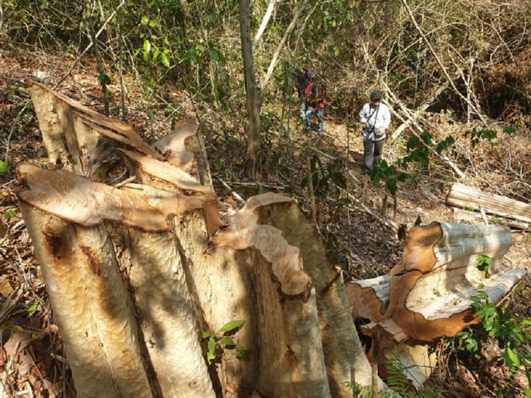 Xử lý nghiêm vụ khai thác gỗ trái phép trong Khu bảo tồn thiên nhiên Ea Sô -0