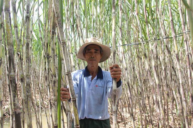 Niềm vui mía chục, nỗi lo mía nguyên liệu! -0