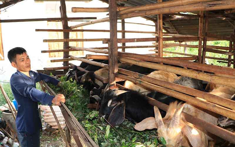 Người nuôi dê thương phẩm ở Ninh Thuận lao đao vì bí đầu ra -0