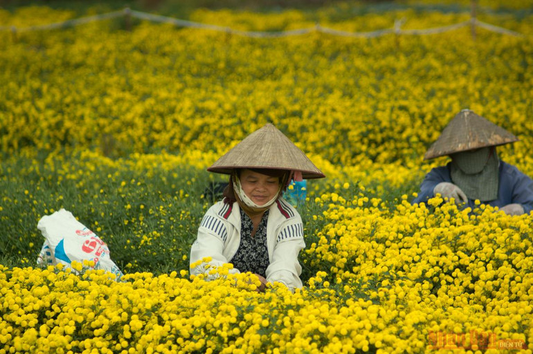 Vàng óng mùa cúc chi -0