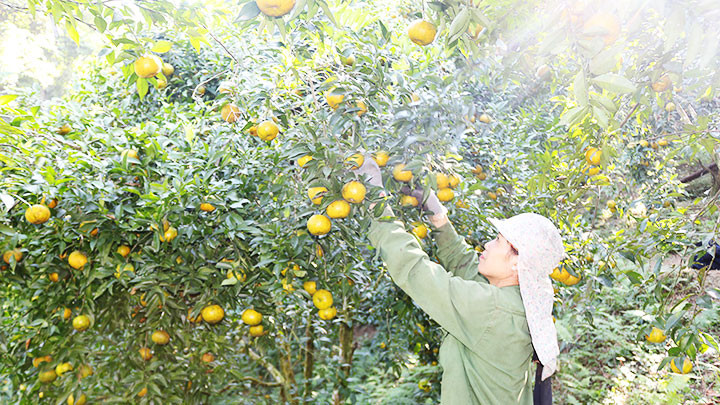 Quýt “đắng” ở Bắc Kạn -0