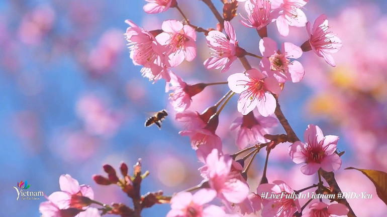 Sắc xuân ấm áp trong clip “Việt Nam: Đi Để Yêu! - Xuân đoàn viên” ảnh 1 Sắc xuân ấm áp trong clip “Việt Nam: Đi Để Yêu! - Xuân đoàn viên” -0