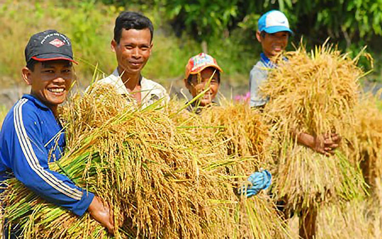 Niềm vui người nông dân trên ruộng lúa chín. Lần đầu vinh danh 90 chi Hội trưởng nông dân tiêu biểu -0