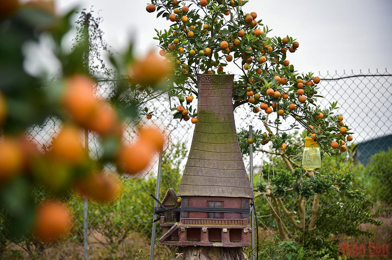Độc đáo những mẫu quất cảnh “trình làng” trong dịp Tết Nhâm Dần 2022 -0