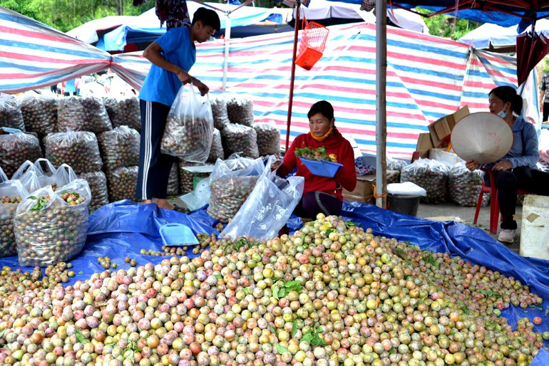 Mùa mận chín trên “cao nguyên trắng” Bắc Hà -0