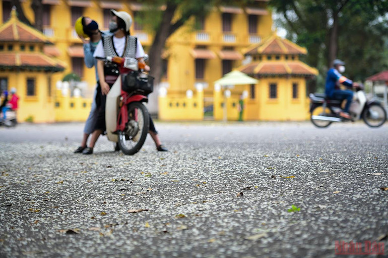 Hà Nội rực rỡ mùa hoa tháng 3 -0