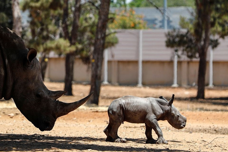 Chú tê giác con khỏe mạnh đã có thể phi nước kiệu ngay sau khi chào đời. Ảnh: Reuters. Tê giác con chào đời trong vườn thú Israel -0