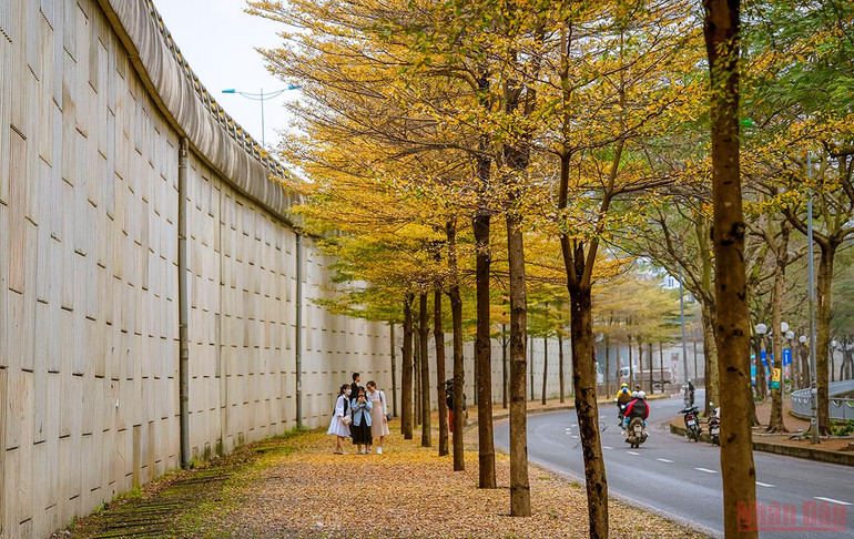 Hà Nội đẹp nao lòng mùa lá rụng tháng 3 -0