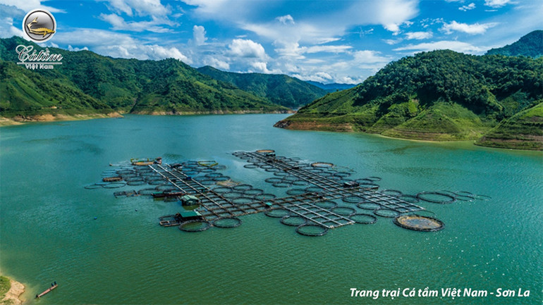 Tập đoàn Cá Tầm Việt Nam: Hành trình 15 năm khẳng định vị thế -0