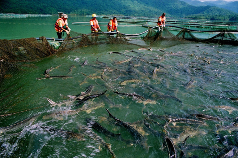 Tập đoàn Cá Tầm Việt Nam: Hành trình 15 năm khẳng định vị thế -0