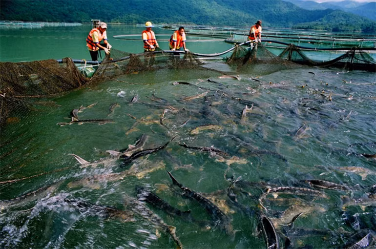 Tập đoàn Cá Tầm Việt Nam: Hành trình 15 năm khẳng định vị thế -0