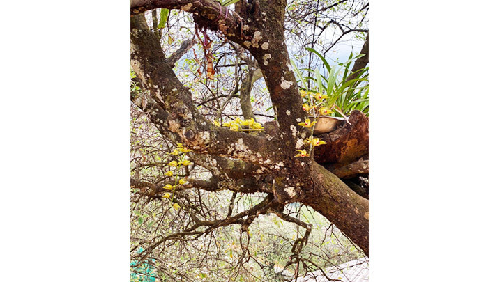 Ở trên cao, Ngọc Chiến -0