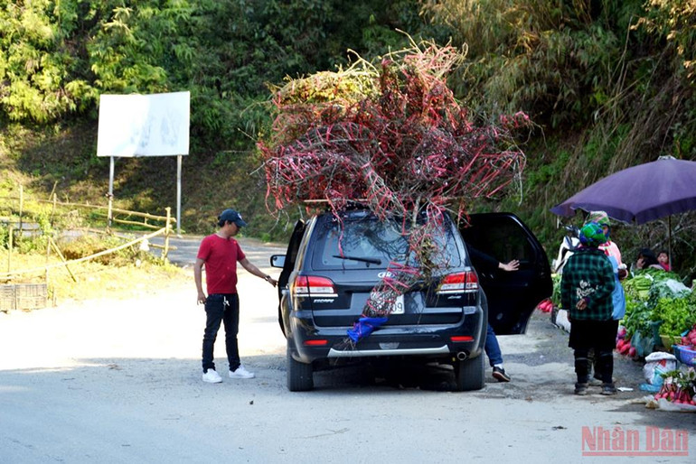 Hoa đào Sa Pa xuống phố -0