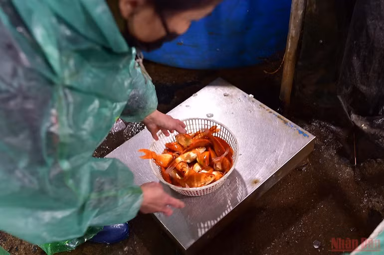 Chợ cá Yên Sở tấp nập, ngập sắc đỏ vàng Tết ông Công ông Táo -0