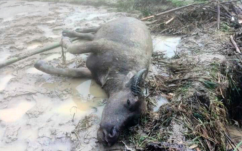 Mưa lớn gây thiệt hại tại Tuyên Quang -0