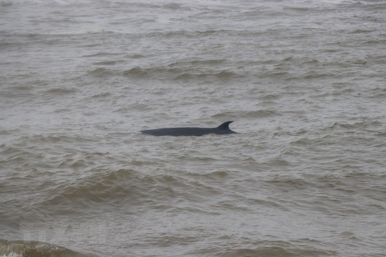 Cận cảnh giải cứu cá voi 3 tấn bị mắc cạn tại Thừa Thiên - Huế -0