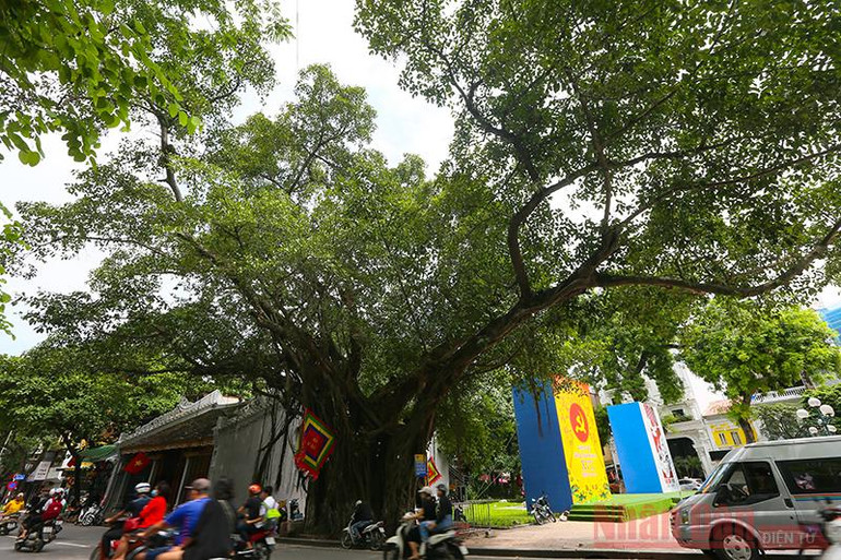 Cây xanh Hà Nội được chăm sóc như thế nào? -0