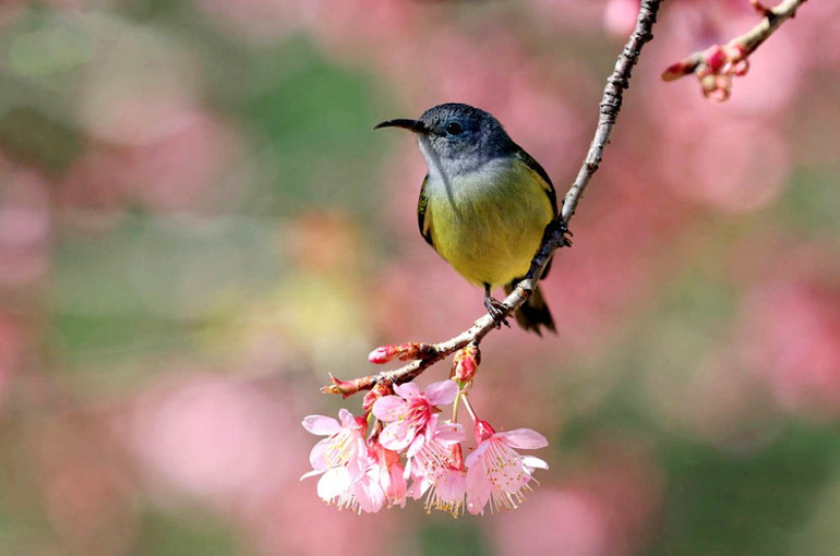 “Săn” vũ điệu xuân -0