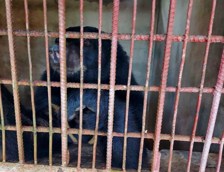 3 trong số 4 cá thể gấu bị nuôi nhốt cuối cùng ở Long An được cứu hộ -0