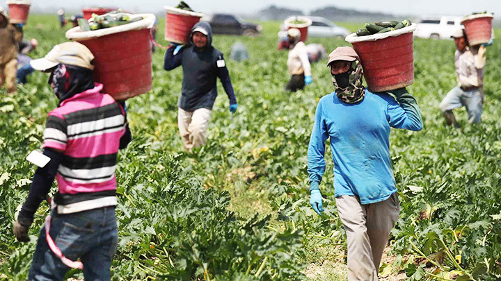 FAO kêu gọi tài trợ nhiều hơn cho nông nghiệp. Ảnh: GETTY Khủng hoảng lương thực ở Địa Trung Hải -0