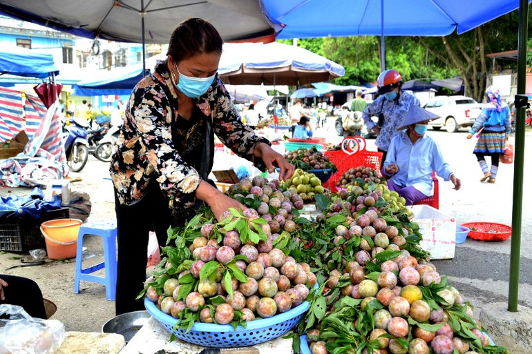 Tiêu thụ mận Tam Hoa và nông sản đặc hữu ở Lào Cai -0