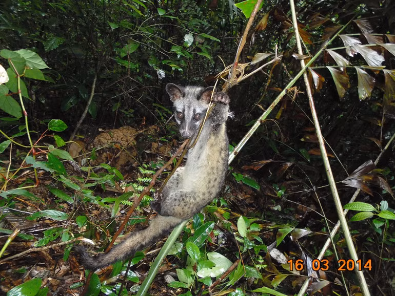 Bẫy dây đang tận diệt các khu rừng Đông Nam Á -0