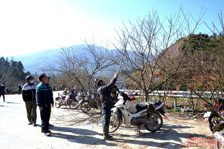 Hoa đào Sa Pa xuống phố -4