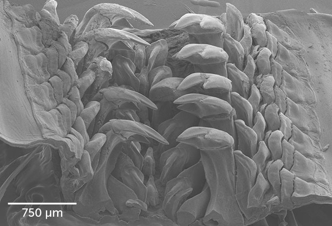 Phát hiện khoáng chất hiếm trong răng loài nhuyễn thể nhai đá -0