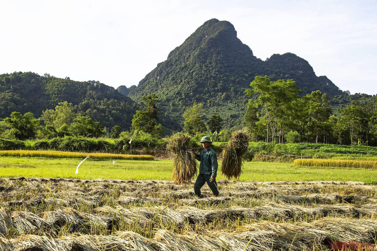 Ngày mùa ở huyện miền núi Anh Sơn -0