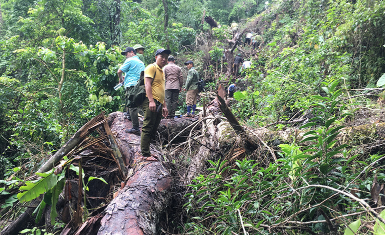 Hà Giang khẩn trương xử lý vụ khai thác rừng trái phép tại Vườn quốc gia Du Già -0