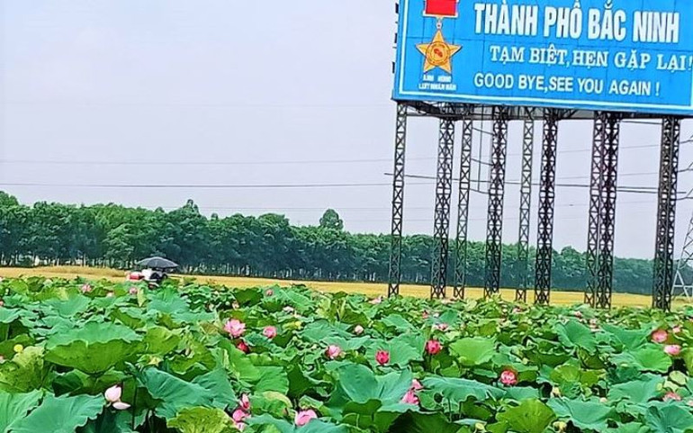 Mùa sen thơm ngát giữa mùa lúa ở tâm dịch Covid-19 -0