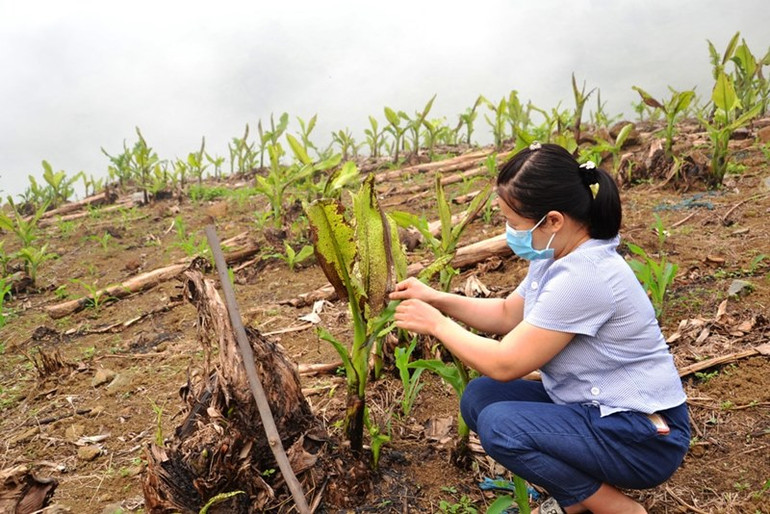Hàng trăm ha chuối xuất khẩu ở Lào Cai chết lụi, thiệt hại nặng nề -0